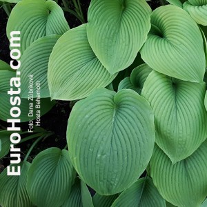 Bohyška Hosta Behemoth funkia | EUROHOSTA