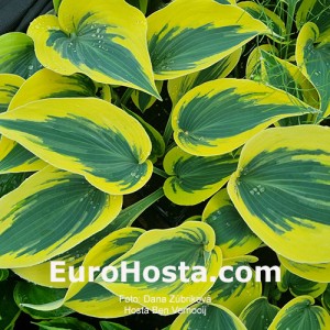 Hosta Ben Vernooij