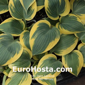 Hosta Ben Vernooij