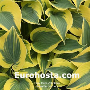 Hosta Ben Vernooij