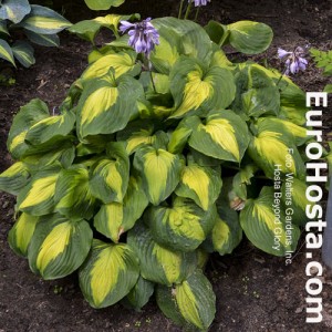 Hosta Beyond Glory