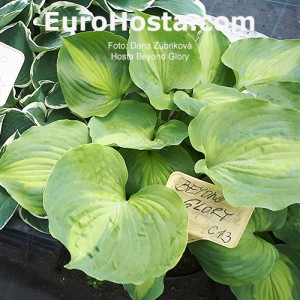 Hosta Beyond Glory