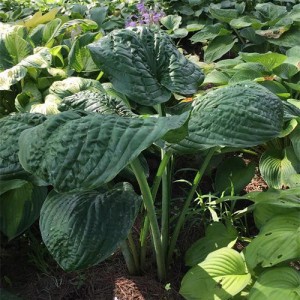 hosta Big B