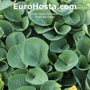 Hosta Big Daddy