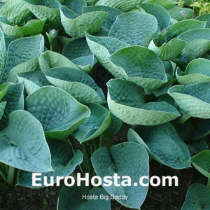 Hosta Big Daddy - Eurohosta