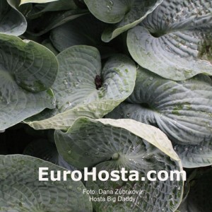 Hosta Big Daddy - Eurohosta