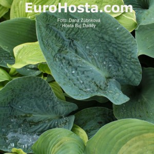 Hosta Big Daddy - Eurohosta