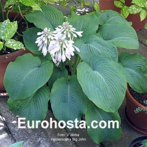 Hosta Big John