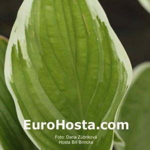 Hosta Bill Brincka