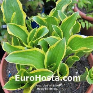 Hosta Bill Brincka