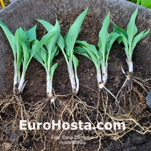 Hosta Billfold