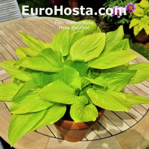 Hosta Blackfoot