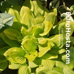 Hosta Blackfoot