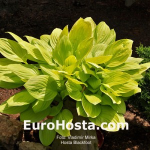 Hosta Blackfoot