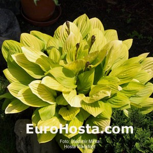 Hosta Blackfoot