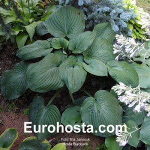 Hosta Blackjack - Eurohosta