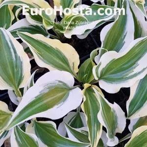 Hosta Blitz