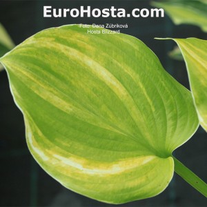 Hosta Blizzard