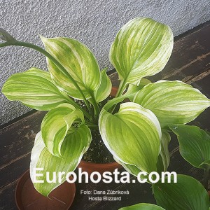 Hosta Blizzard