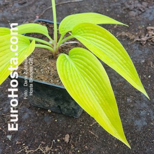 Hosta Blondes Gift 