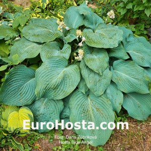 Hosta Blue Angel