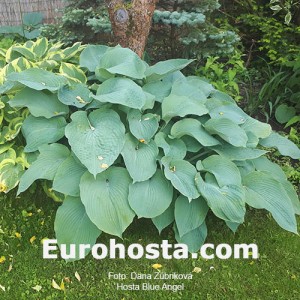 Hosta Blue Angel