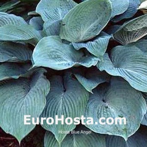 Hosta Blue Angel - Eurohosta