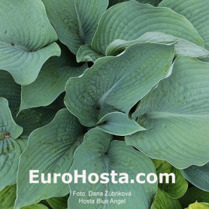 Hosta Blue Angel - Eurohosta