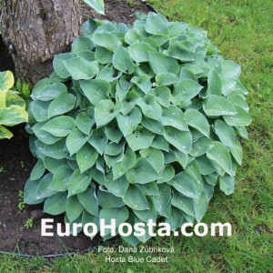 Hosta Blue Cadet - Eurohosta