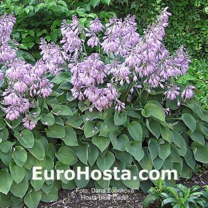 Hosta Blue Cadet - Eurohosta