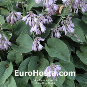 Hosta Blue Cadet - Eurohosta