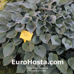 Hosta Blue Cadet - Eurohosta