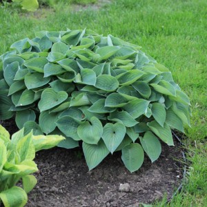 Hosta Blue Cadet - Eurohosta