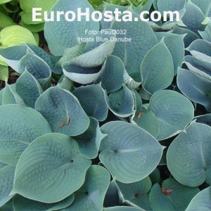 Bohyška Hosta Blue Danube funkie | EUROHOSTA