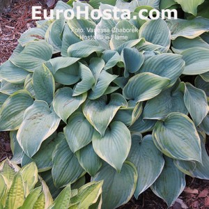 Hosta Blue Flame - Eurohosta