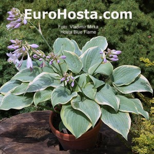 Hosta Blue Flame - Eurohosta