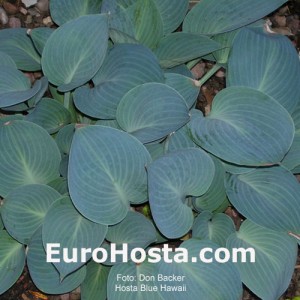 Hosta Blue Hawaii - Eurohosta