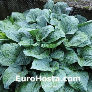 Hosta Blue Hawaii - Eurohosta