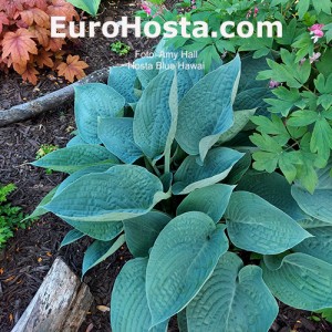 Hosta Blue Hawaii - Eurohosta