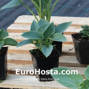 Hosta Blue Jay - Eurohosta