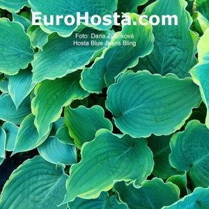 Hosta Blue Jeans Bling