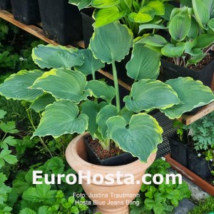 Hosta Blue Jeans Bling