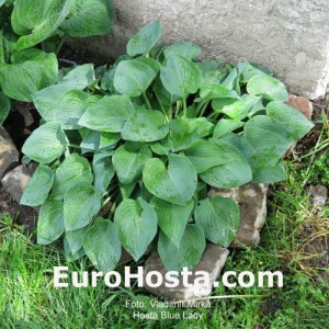 Hosta Blue Lady