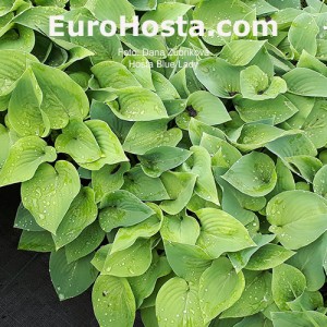 Hosta Blue Lady