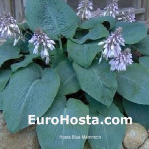 Hosta Blue Mammoth- Eurohosta