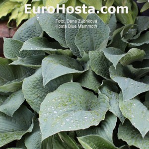 Hosta Blue Mammoth- Eurohosta