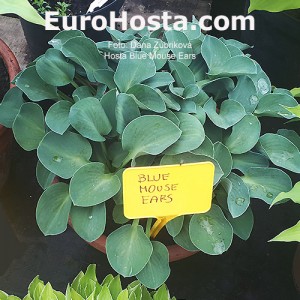 Hosta Blue Mouse Ears