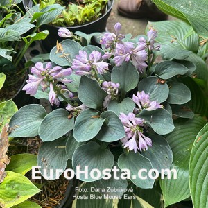 Hosta Blue Mouse Ears