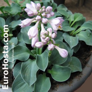 Hosta Blue Mouse Ears - Eurohosta