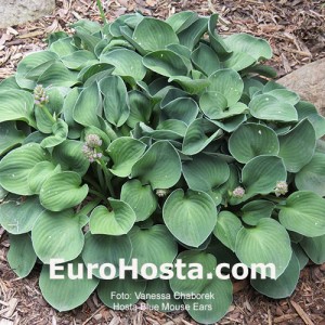 Hosta Blue Mouse Ears - Eurohosta